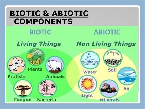 BIOTIC ABIOTIC COMPONENTS DEFINATIONS Plants and animals including