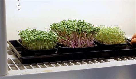 Can You Reuse Microgreen Soil? Episode 009 - Home Microgreens