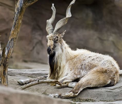 Markhor: The National Animal of Pakistan