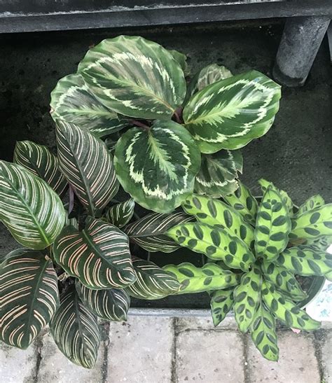 Calathea | Florida Nursery Mart