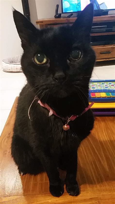 Milly cat....can't believe shes nearly 18 : r/blackcats