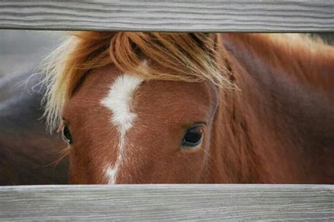 Pin by Joanie Adcock on Ocracoke Island | Ocracoke island, Horse photography, Animal photography