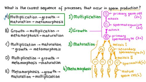 Spermatogenesis Notes