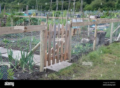 Gate in rabbit-proof allotment fence Stock Photo - Alamy