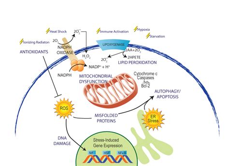 Oxidative stress; Stress, Oxidative