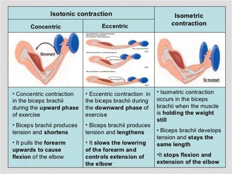 concentric vs eccentric contraction - Google Search #PNFStretching ...