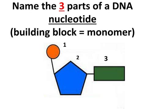 PPT - DNA/RNA/Protein Synthesis PowerPoint Presentation, free download ...