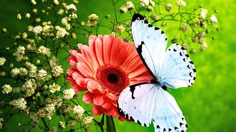 Butterflies and Flowers | Flower Garden - Butterfly in Garden - YouTube