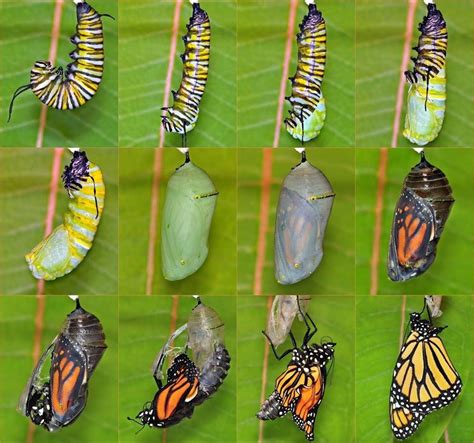 Pin by Joseph-Ramiro Macias-Perez on INSECTs | Butterfly hatching, Monarch butterfly garden ...