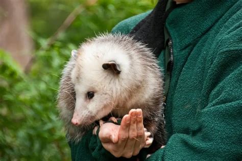 Opossums As Pets | Pet Opossum Care | Assorted Animals