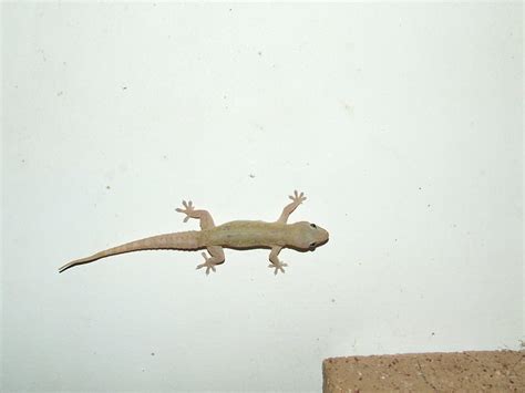 Gekkonidae Gekkoninae>Hemidactylus frenatus Asian house gecko DSCF6815 | Flickr - Photo Sharing!