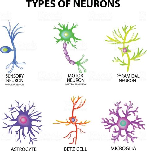 Types of neurons. Structure sensory, motor neuron, astrocyte ...