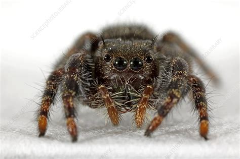 Daring jumping spider - Stock Image - C006/9747 - Science Photo Library