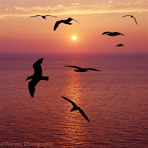 Seagulls silhouette at sunset photo WP03571