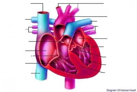 Diagram Of Human Heart Image - Graph Diagram