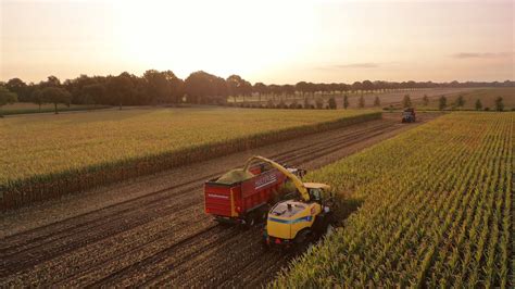 Harvest Corn early in the morning - YouTube