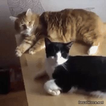 10 Gifs Of Cat Fails That Are Too Hilarious Not To Share Cat Pictures Videos, Funny Cat Pictures ...