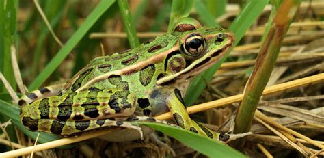 Hiding in plain sight: new frog species found in New York City | Ars ...