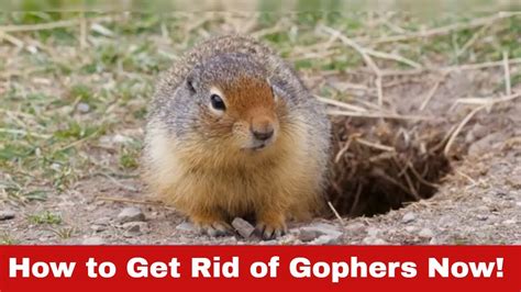 Gopher Invasion? Here's How to Get Rid of Gophers! - YouTube