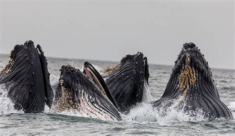 Ambergris, the rare whale vomit that is used in perfumes and is worth ...