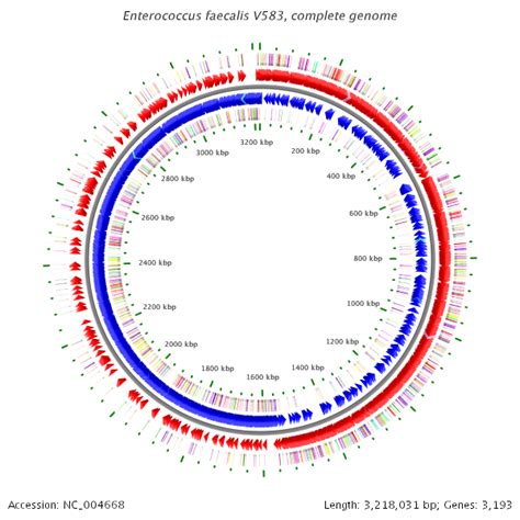 Enterococcus Faecalis Vs Faecium