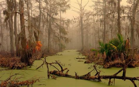 HD Murky Swamp Wallpaper | Download Free - 53819