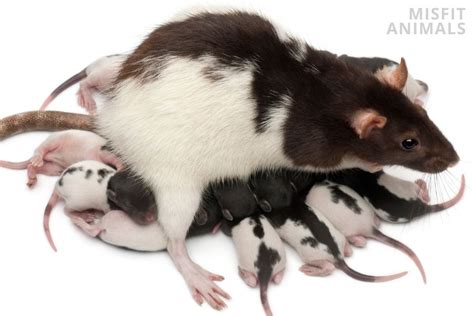 Rat Reproduction And Breeding: Half A Billion Babies