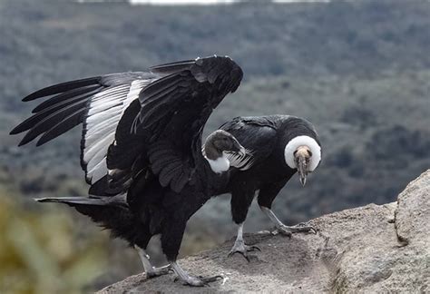 Is the Andean Condor Endangered of Extinction? - Avian Report