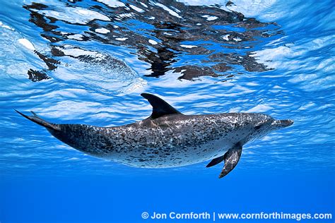 Spotted Dolphin Archives - Cornforth Images