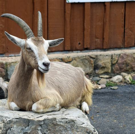 Toggenburg Goat - Lehigh Valley Zoo