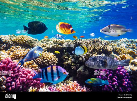 Different tropical fish on a coral reef in the Red Sea Stock Photo - Alamy