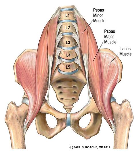 Anatomy Lower Body Parts - Pin Lower Leg Muscles And Nerves « Arisumi ...