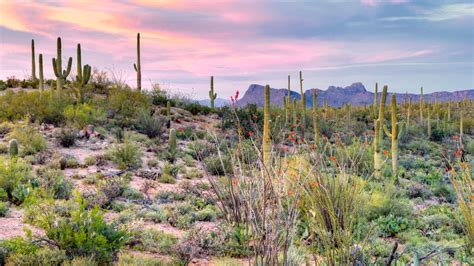 Arizona Hiking Tucson & Sonoran Desert – Lodge Based | REI Adventures