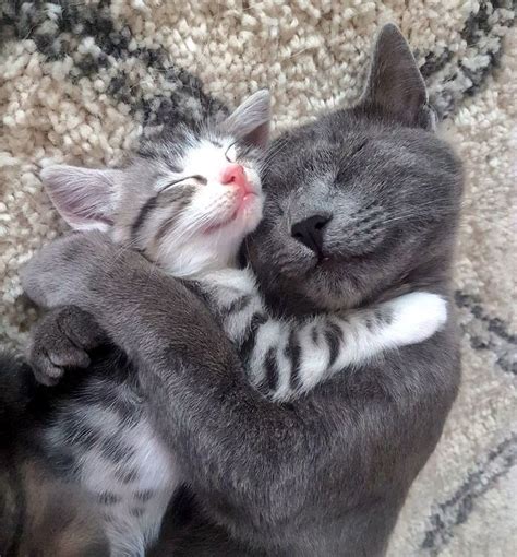 Wholesome Cats Cuddling And Loving Each Other | Cat cuddle, Kitten cuddle, Cute cats