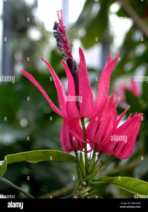 Brazilian Flowers High Resolution Stock Photography and Images - Alamy