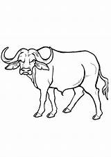 Coloring Pages  Buffalo Sheet For Kids sketch template