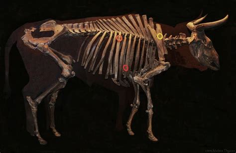 Bos primigenius Vig uroksen - Aurochs - Wikipedia, the free encyclopedia Ancient Origins ...