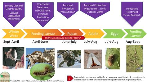 Conquer the Brown Tail Moth: Tips to Combat Invasive Species