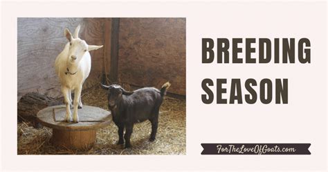 Breeding Season - The Thrifty Homesteader