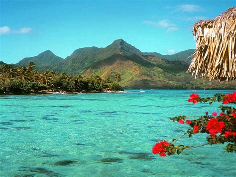 Tropical Background Pictures (54+ images)