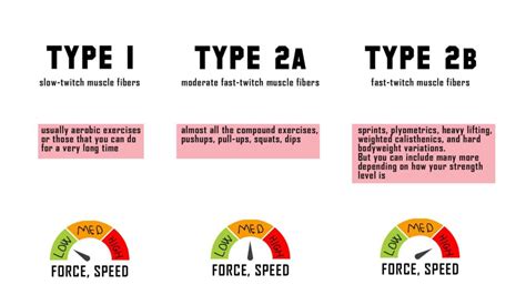 Muscle Fiber Types | Their Role in Training » Health Articles