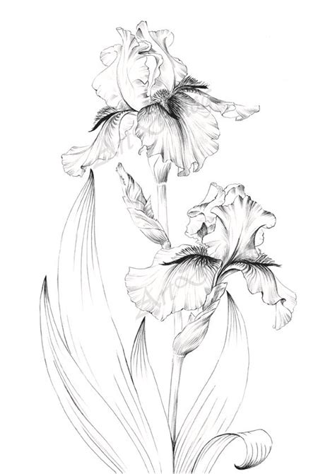 Iris flower sketch, large print, line drawing, Botanical Prints, a1 floral poster, printable art ...