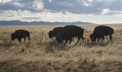 After 100 years, Canada returns bison herd to Montana tribes | Inhabitat - Green Design ...