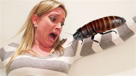 APRIL FOOLS HISSING COCKROACH PRANK!!! - YouTube