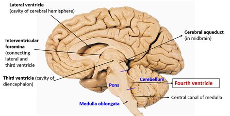 Fourth Ventricle