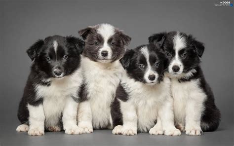 Border Collie, Puppies - Dogs wallpapers: 1920x1200