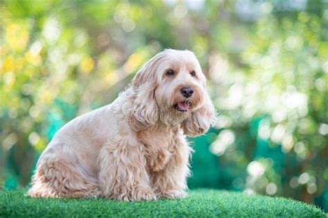 Maltese Cocker Spaniel Stock Photos - Free & Royalty-Free Stock Photos from Dreamstime