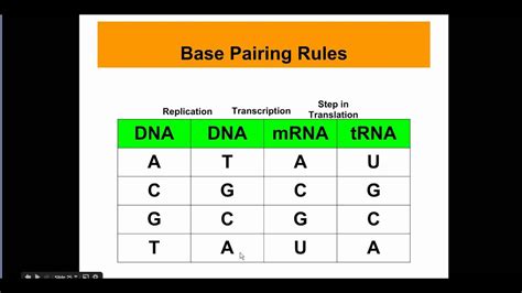 List The Matching Base Pairs In Dna