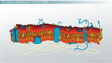 Cell Membrane Cartoon Drawing The lipids are arranged within the membrane with the polar head ...