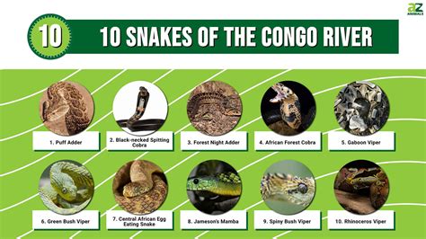 Meet 10 Snakes Of The Congo River - A-Z Animals